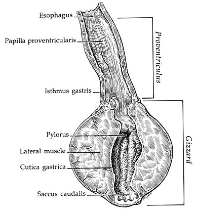 GEOL431 - Vertebrate Paleobiology